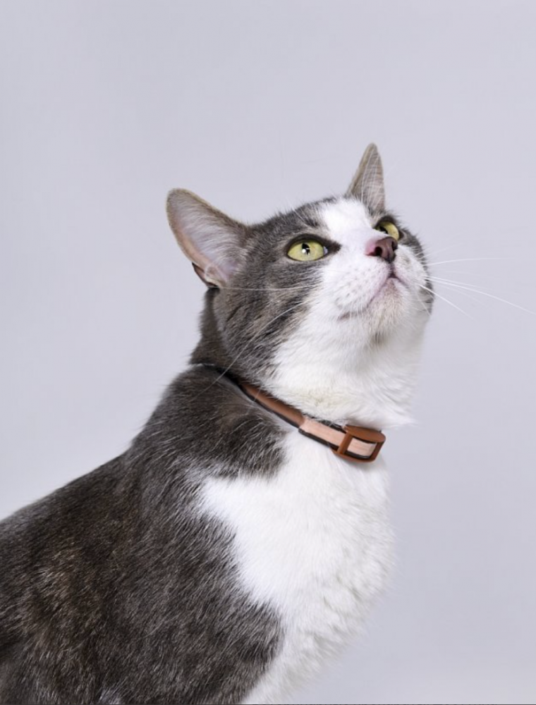 Ошейник инсектоакарицидный для кошек АВЗ Барс